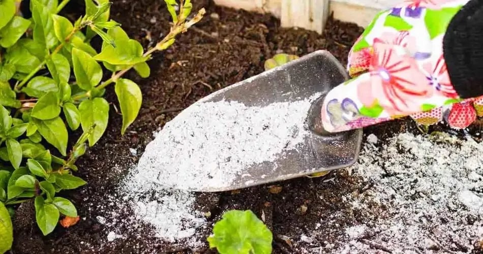 Quelles-plantes-ne-doivent-pas-etre-fertilisees-avec-des-cendres-dans-le-jardin-__-1200x628-1-950x500
