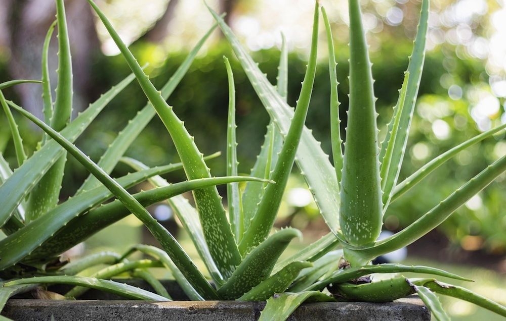 ALOE VERA1
