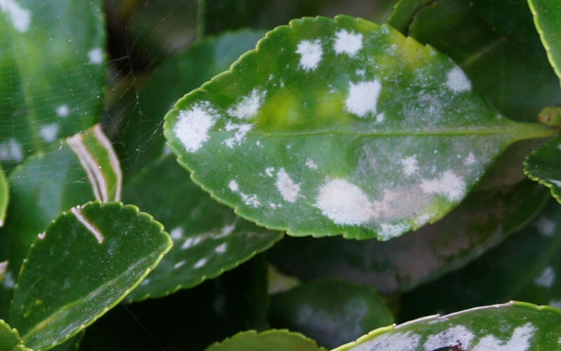 plantasconhongos