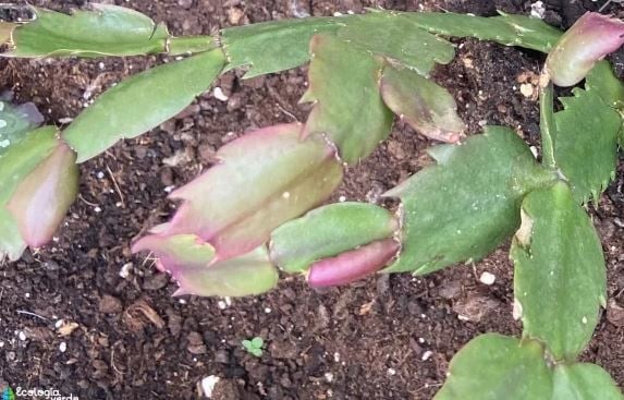 cactus22