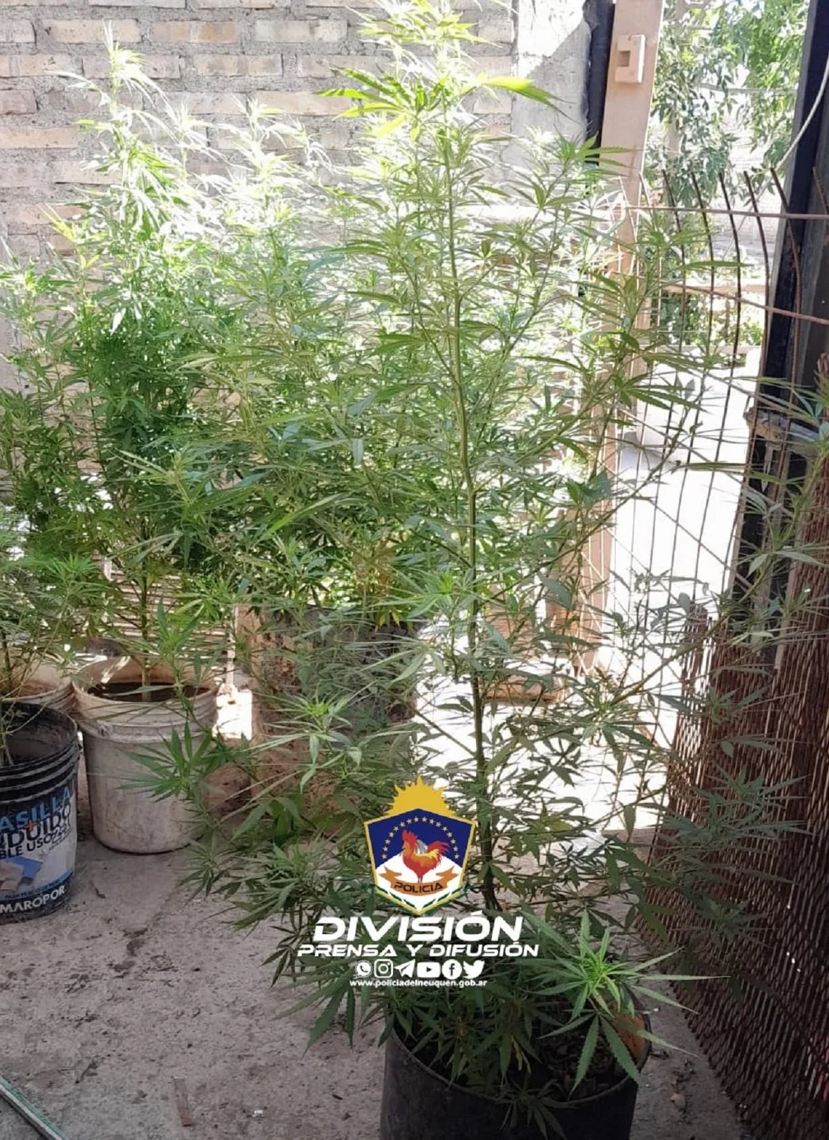 planta marihuana 1 febrero neuquén