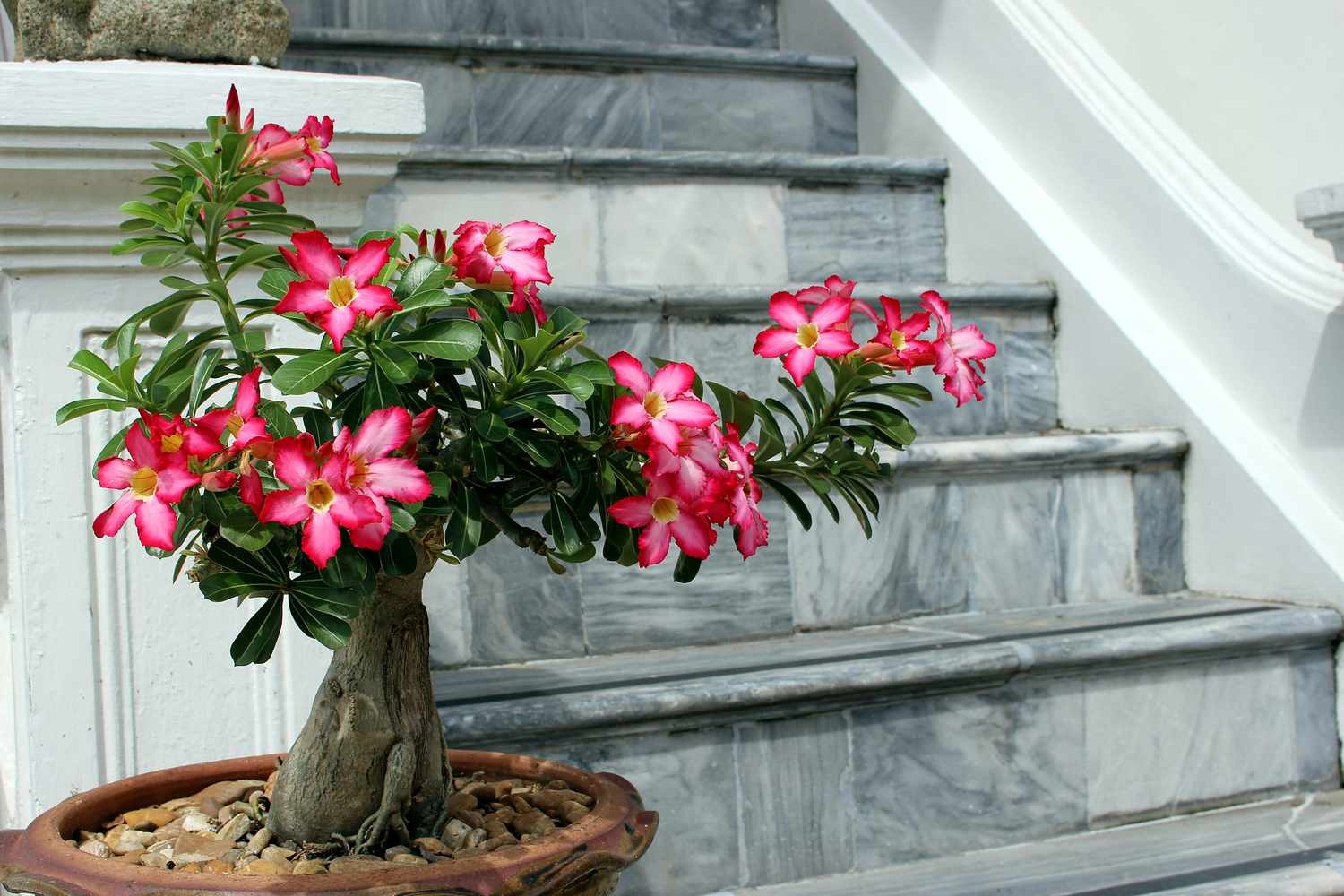 www.minutoneuquen.com.ar rosa1