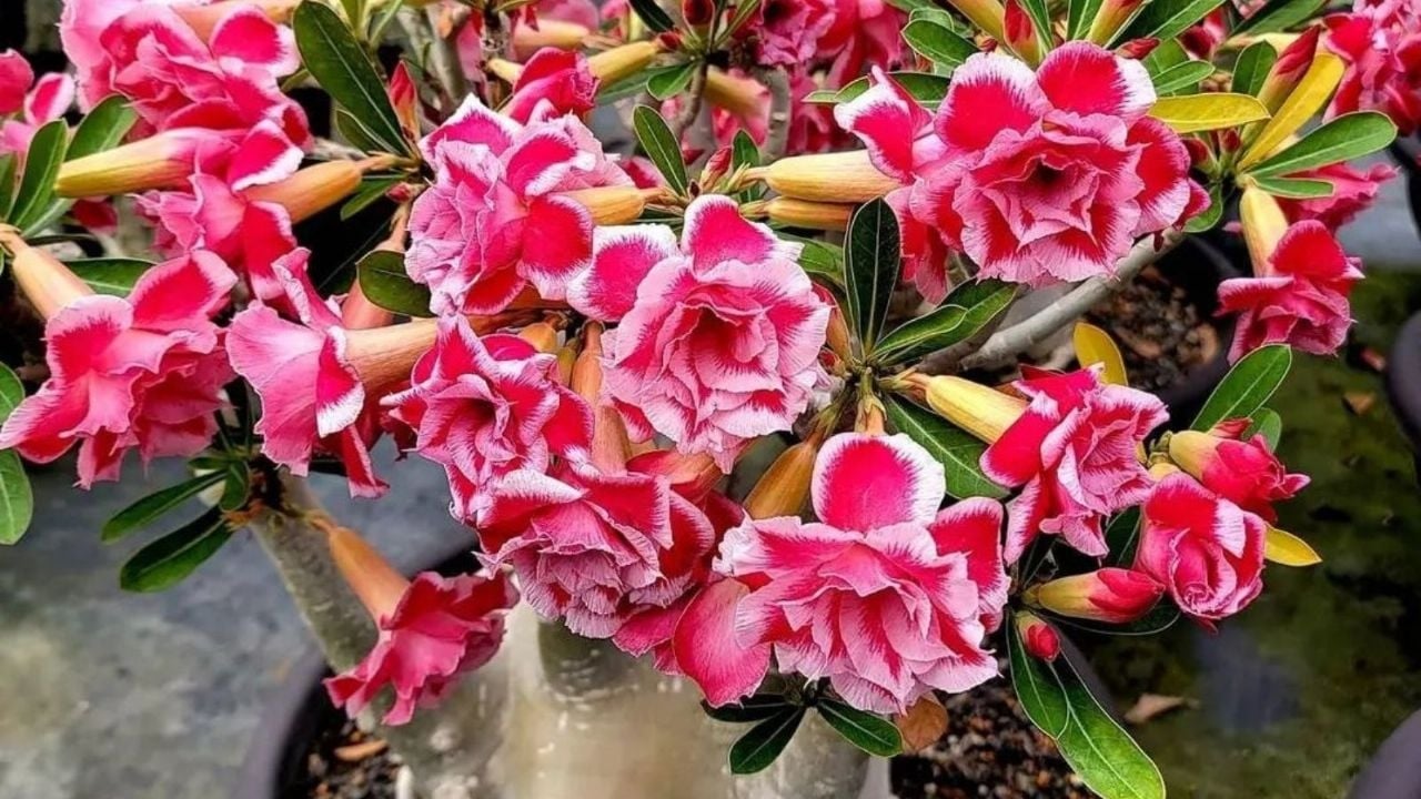 www.minutoneuquen.com.ar rosa2