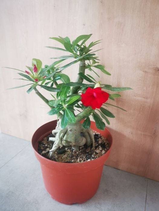 www.minutoneuquen.com.ar rosa3