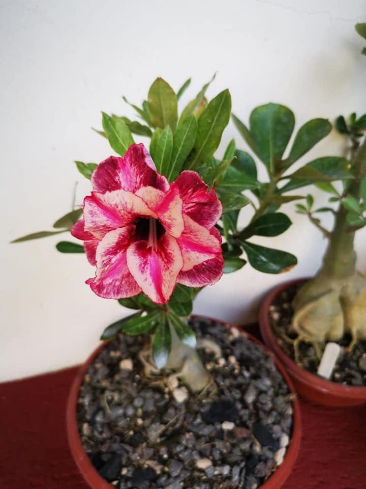www.minutoneuquen.com.ar rosa4