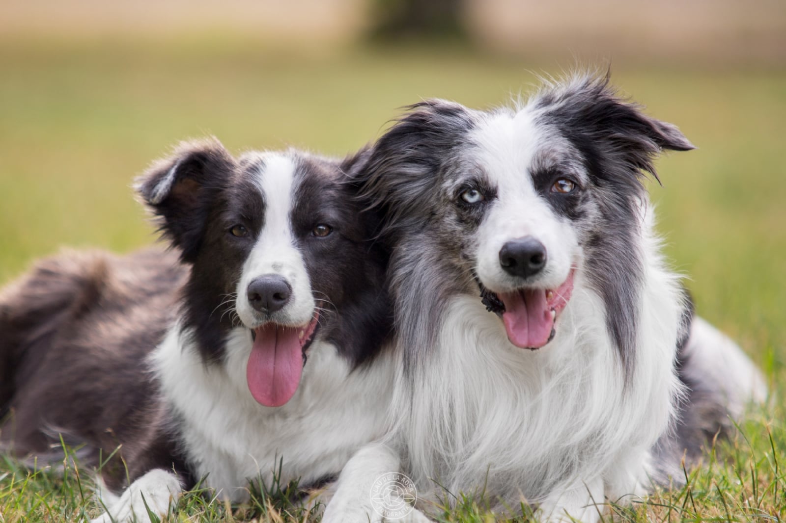 www.minutoneuquen.com.ar collie1
