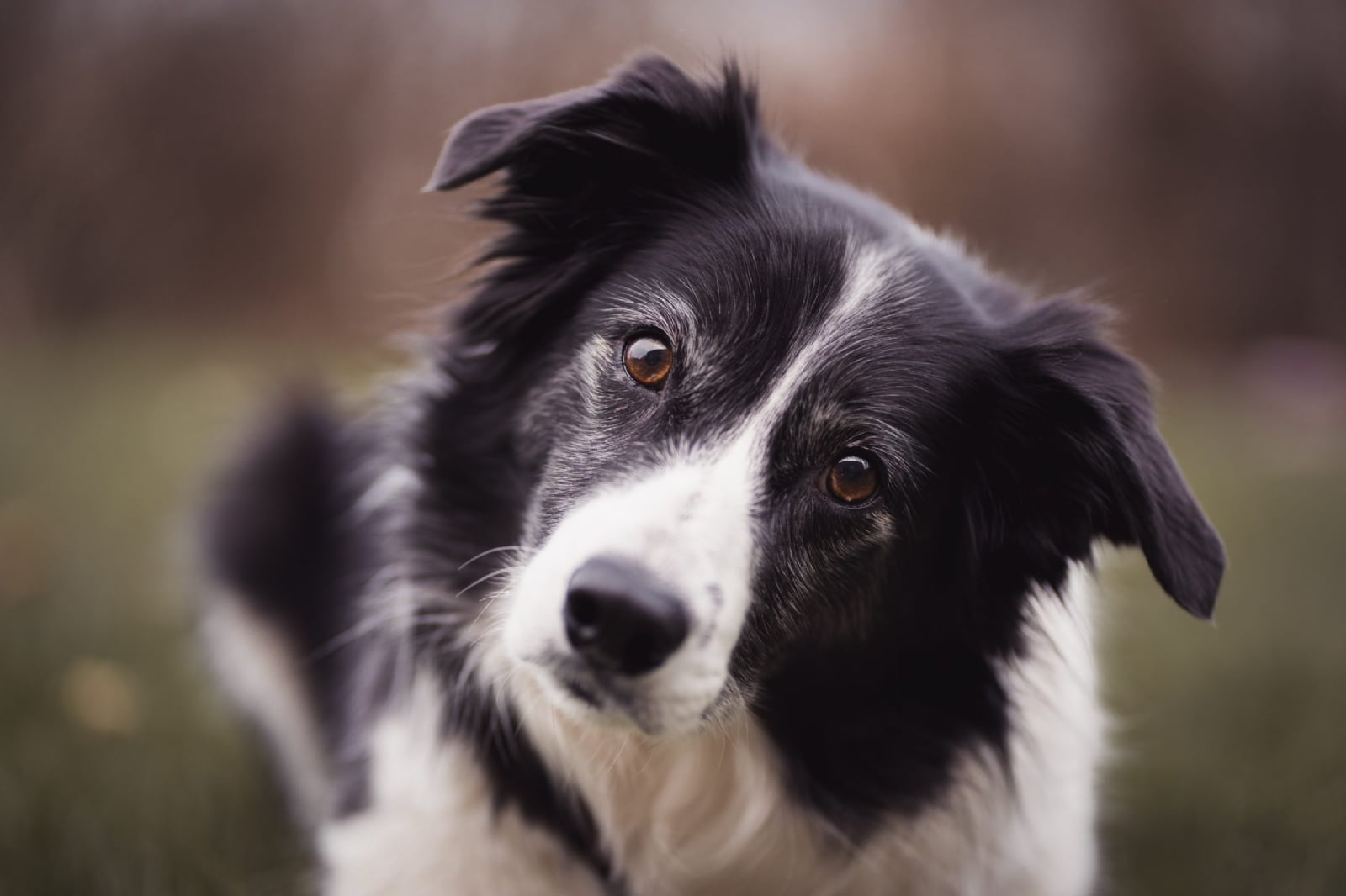 www.minutoneuquen.com.ar collie00