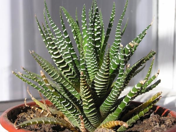 Haworthia attenuata