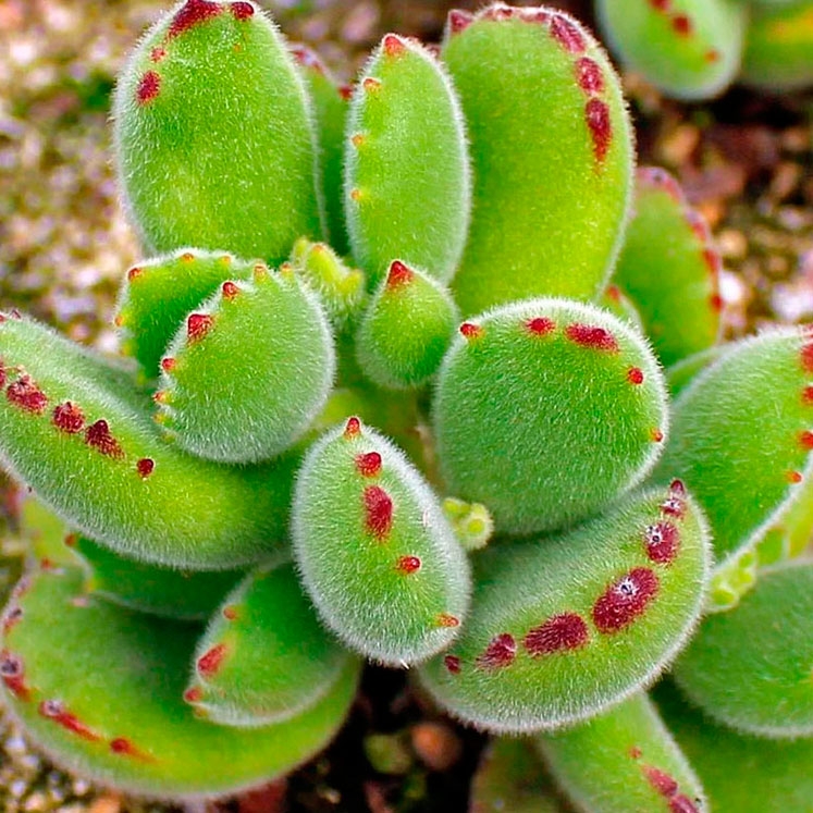 Cotyledon-Tomentosa-4