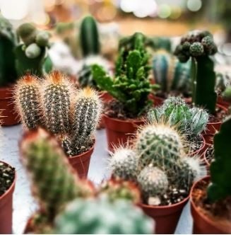cactus 22