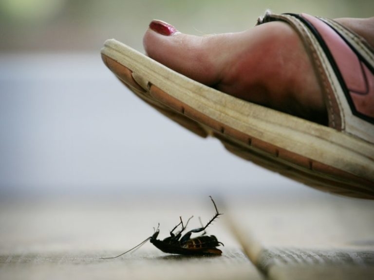pie-pisa-cucaracha-768x576