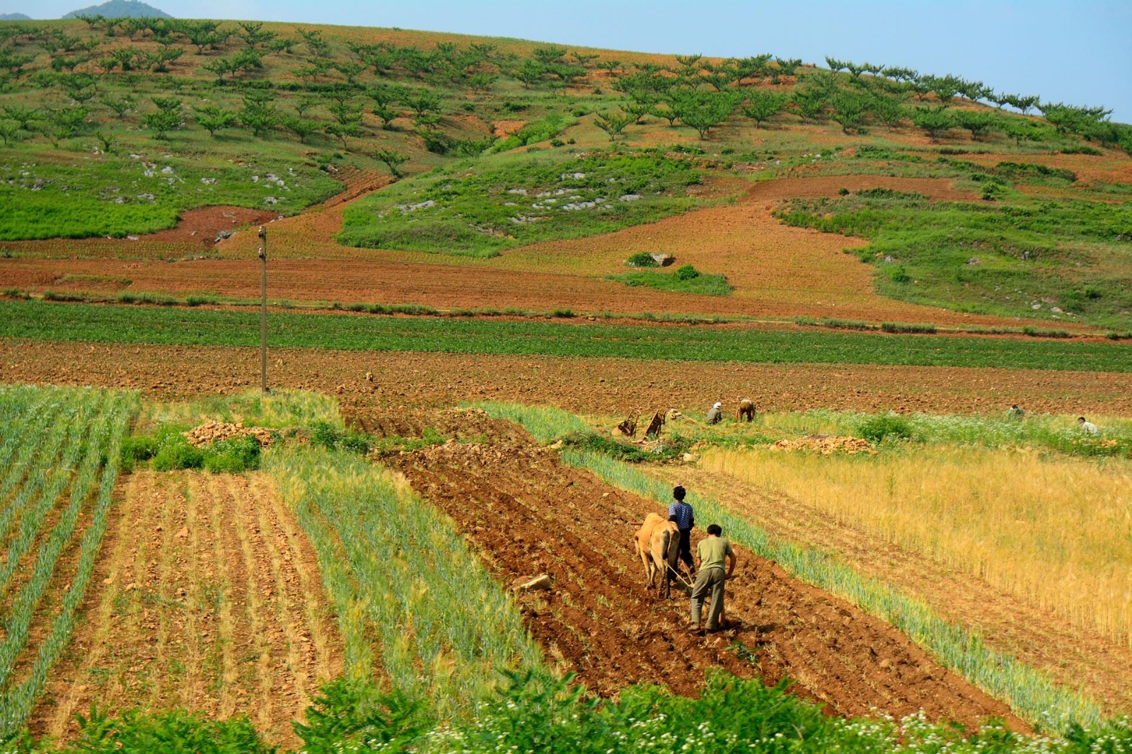 Hambruna_Corea-del-Norte_Crisis-Alimentaria_g_14717