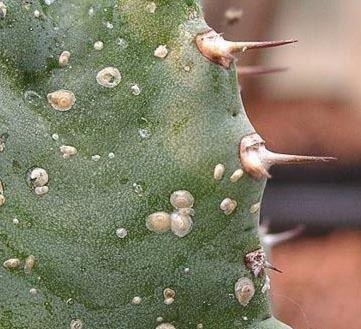 cochinilla-de-escudo-en-opuntia