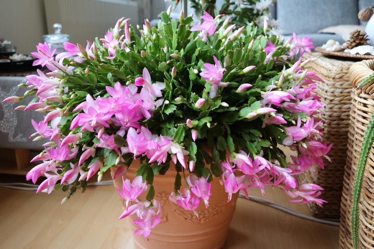 cactus_de_navidad_cuidados_1013_orig