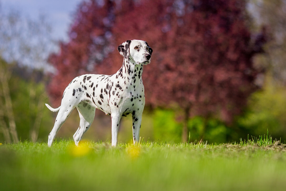 www.minutoneuquen.com.ar dalmata3