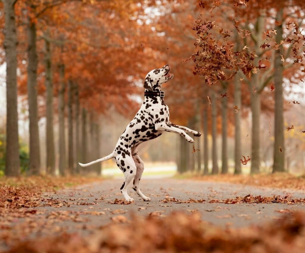 www.minutoneuquen.com.ar dalmata4