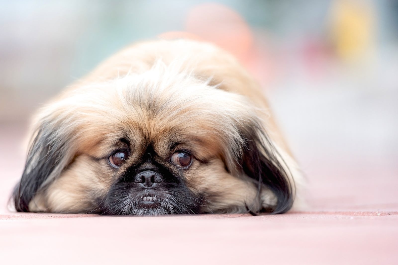 www.minutoneuquen.com.ar pekines00
