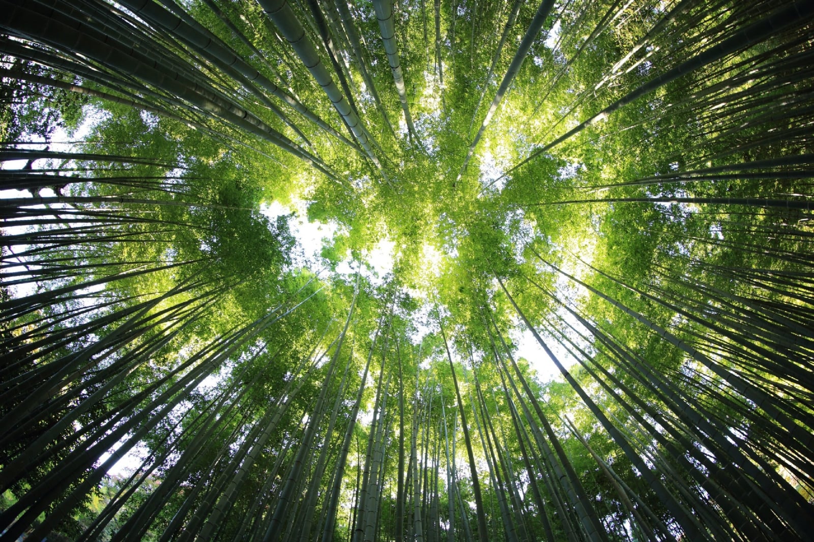forest-photo-jpg-scaled