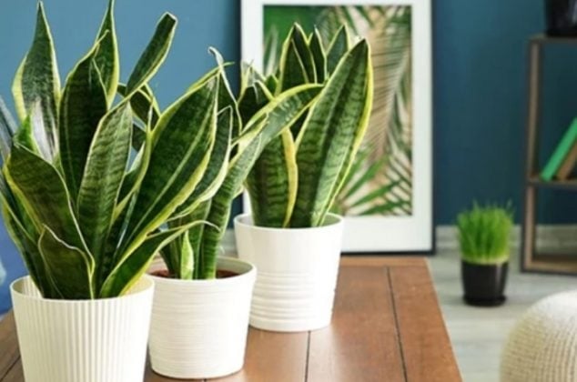 lengua-de-suegra-o-sansevieria-634x420