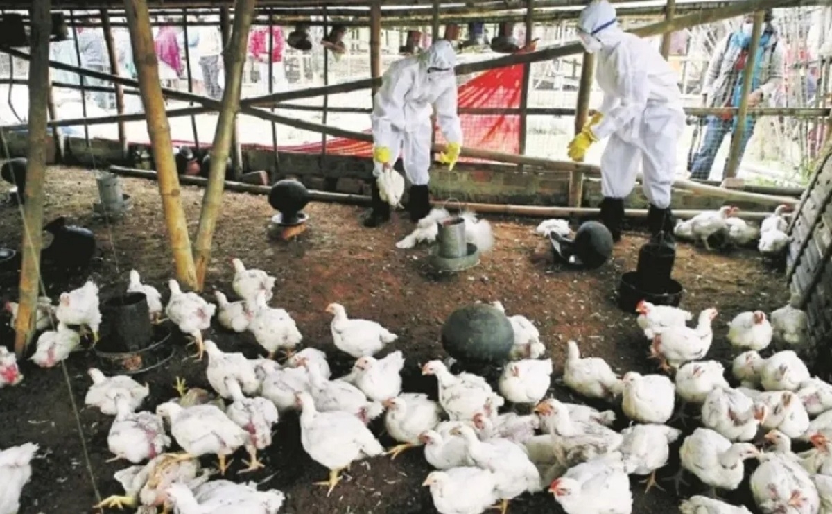 gripe aviar aves acumuladas