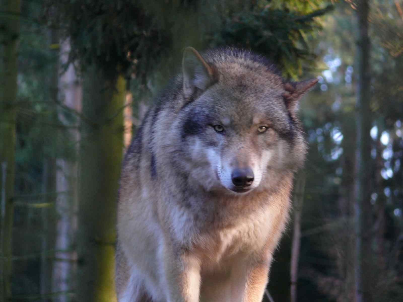 WolfP1050424