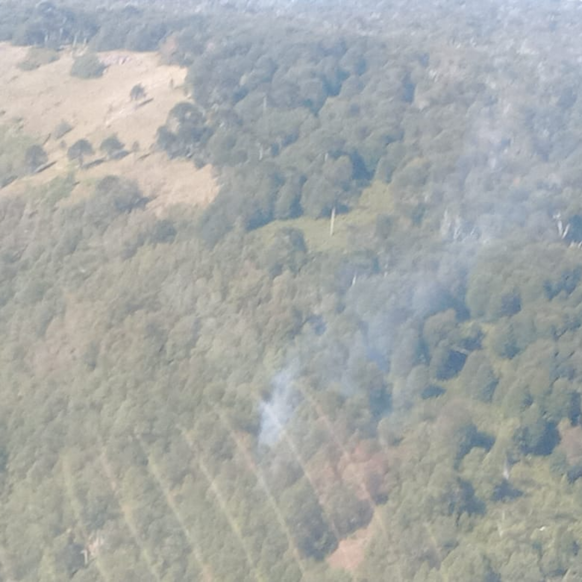 Incendio en la zona norte del Parque Nacional Lanín