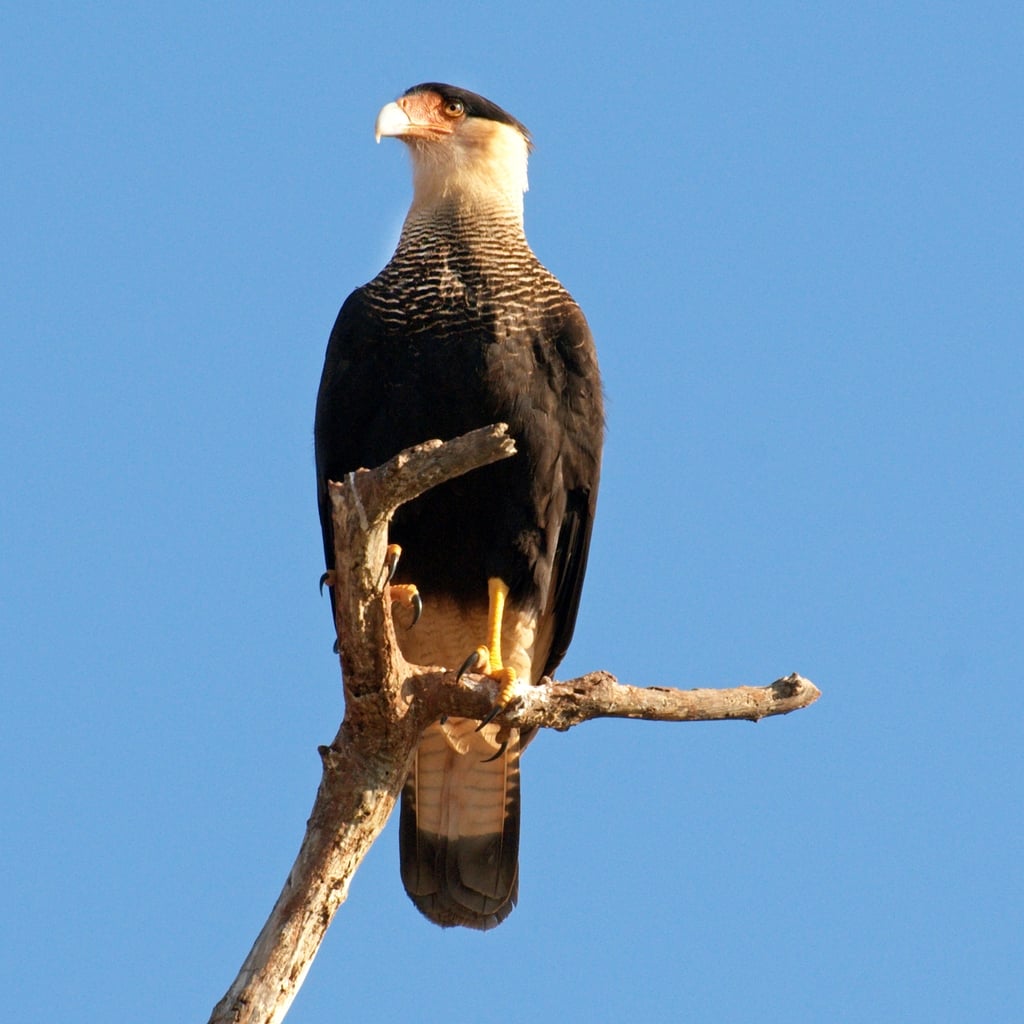 www.minutoneuquen.com.ar carancho1