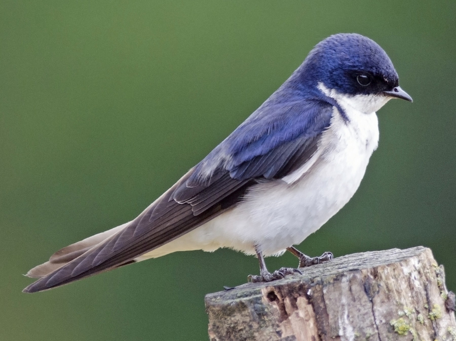 www.minutoneuquen.com.ar golondrina4