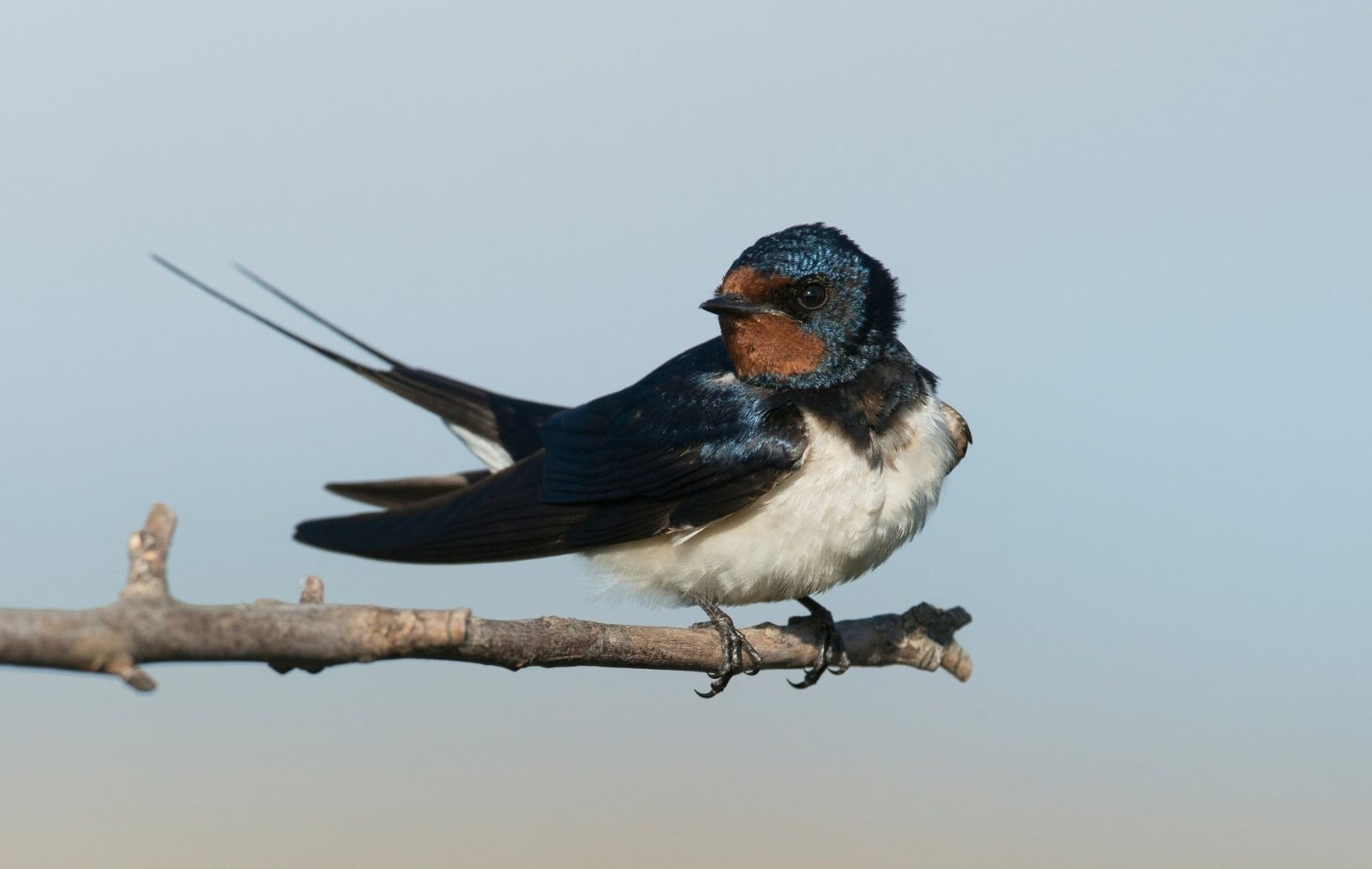 www.minutoneuquen.com.ar golondrina5