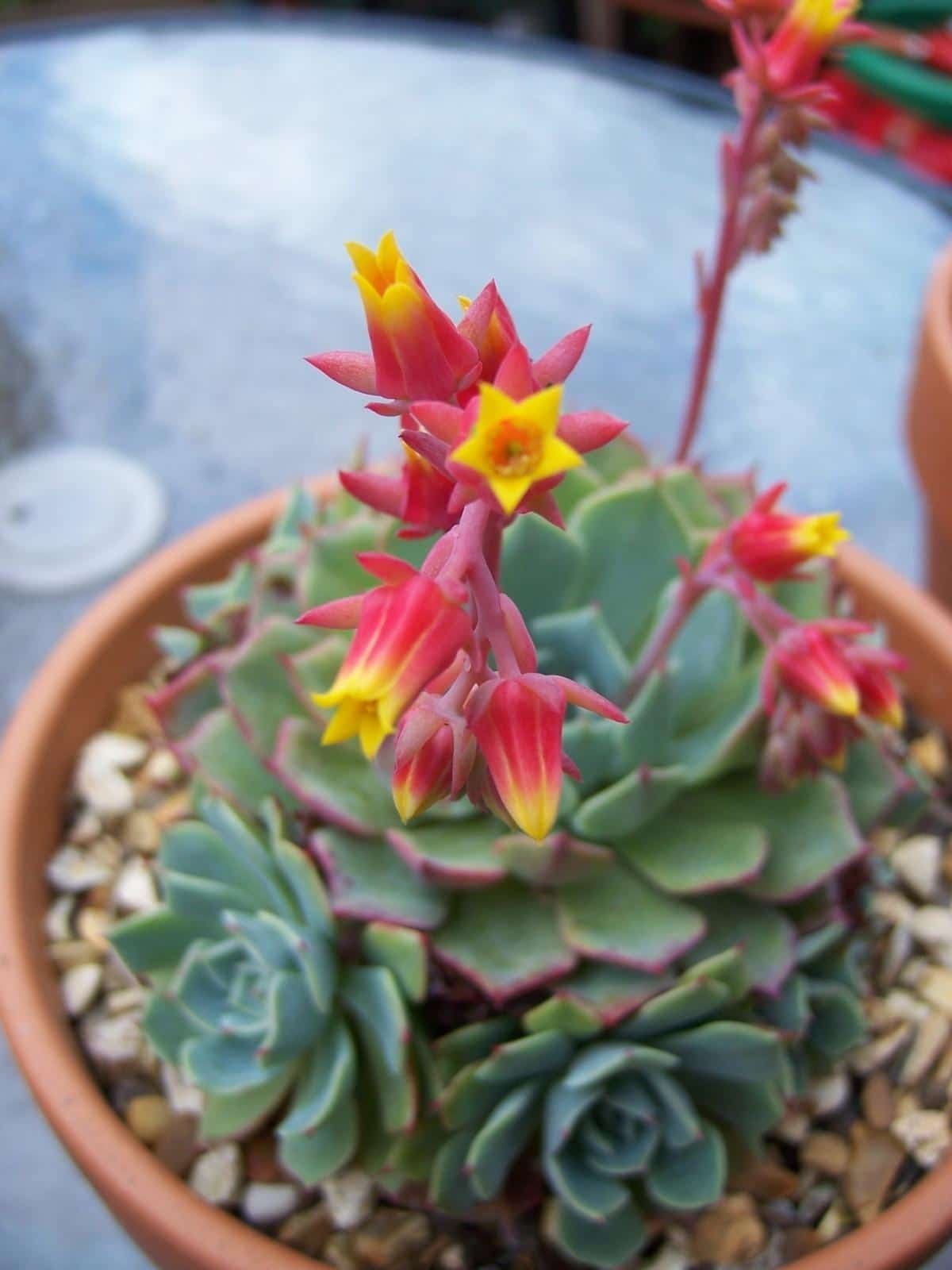 www.minutoneuquen.com.ar sucuflores2