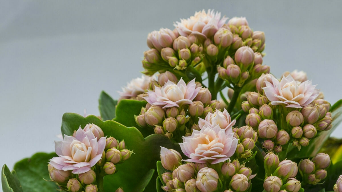 www.minutoneuquen.com.ar sucuflores3