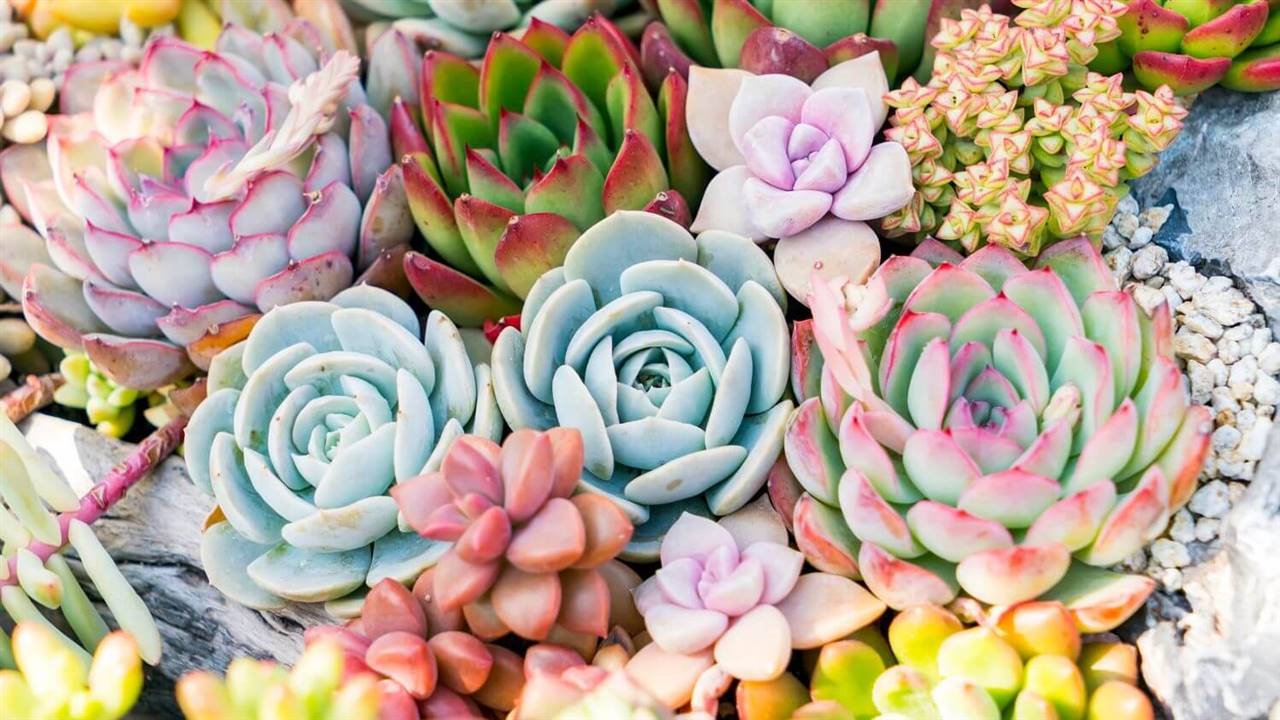 www.minutoneuquen.com.ar sucuflores4