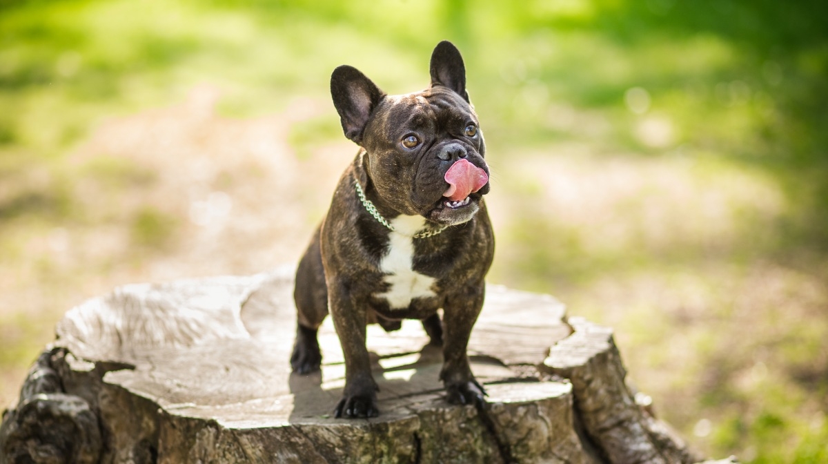 www.minutoneuquen.com.ar bulldog00