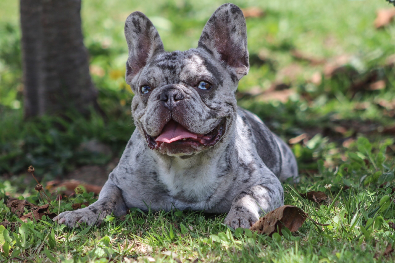 www.minutoneuquen.com.ar bulldog2