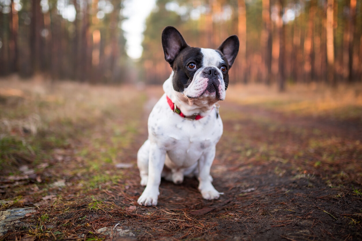 www.minutoneuquen.com.ar bulldog3