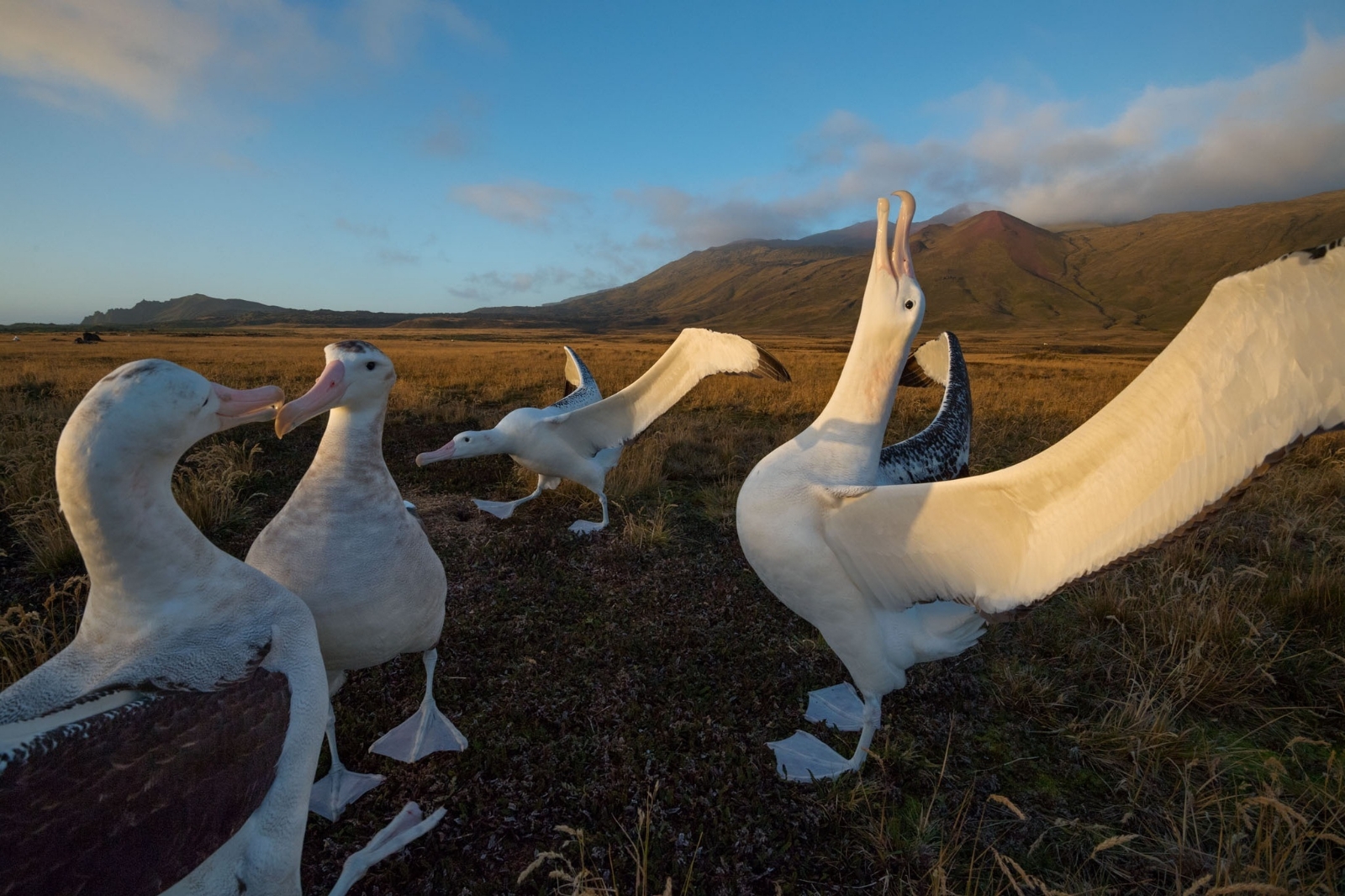 zombie-mouse-seabirds-marion-island-thomas-peschak-1