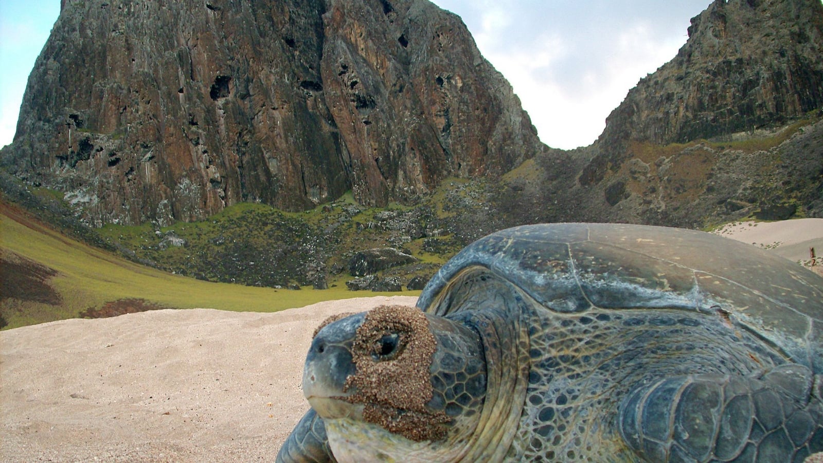a-ranfoteca-bico-da-tartaruga-verde-e-serrilhada-para-ajudar-na-alimentacao-cabeca-da-especie-tambem-e-arredondada-762864