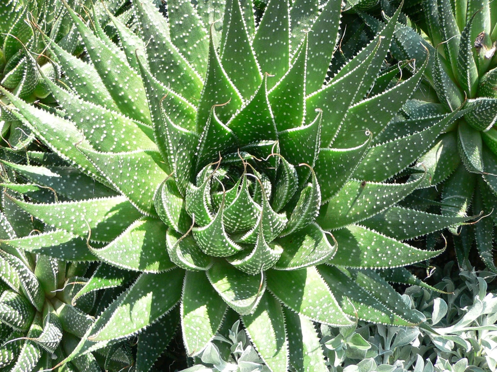 www.minutoneuquen.com.ar sucualoe00