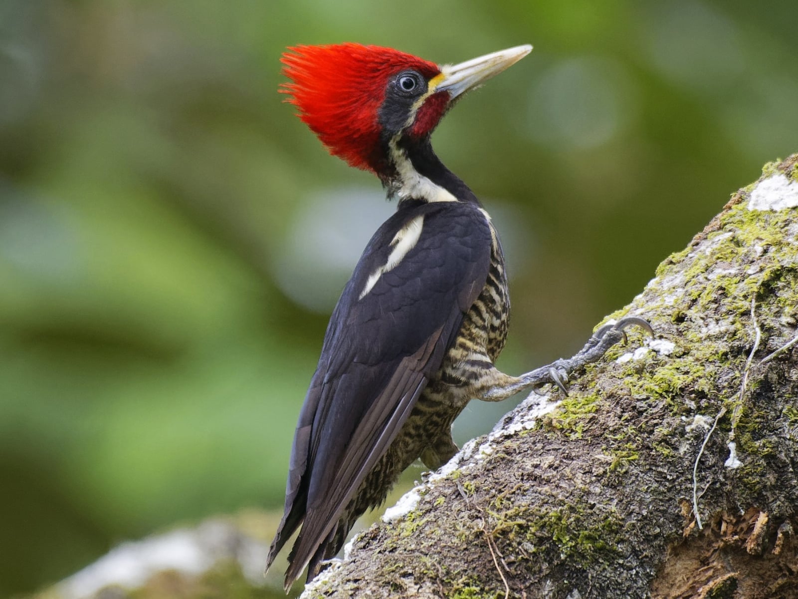 www.minutoneuquen.com.ar carpintero2