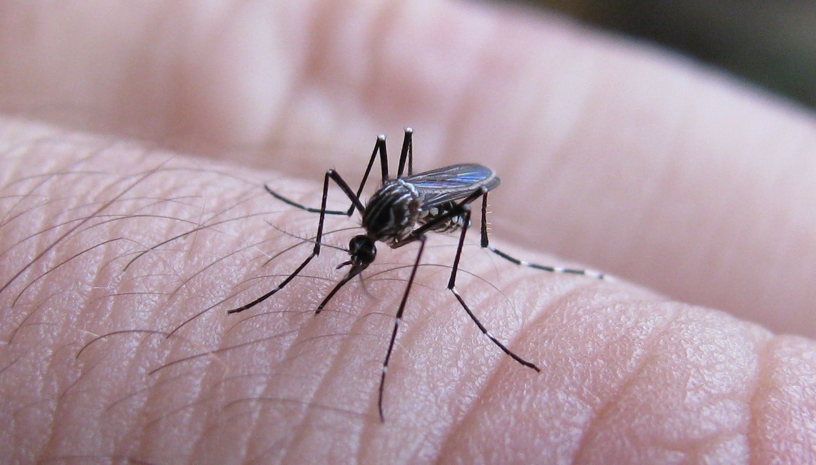 dengue - PBA