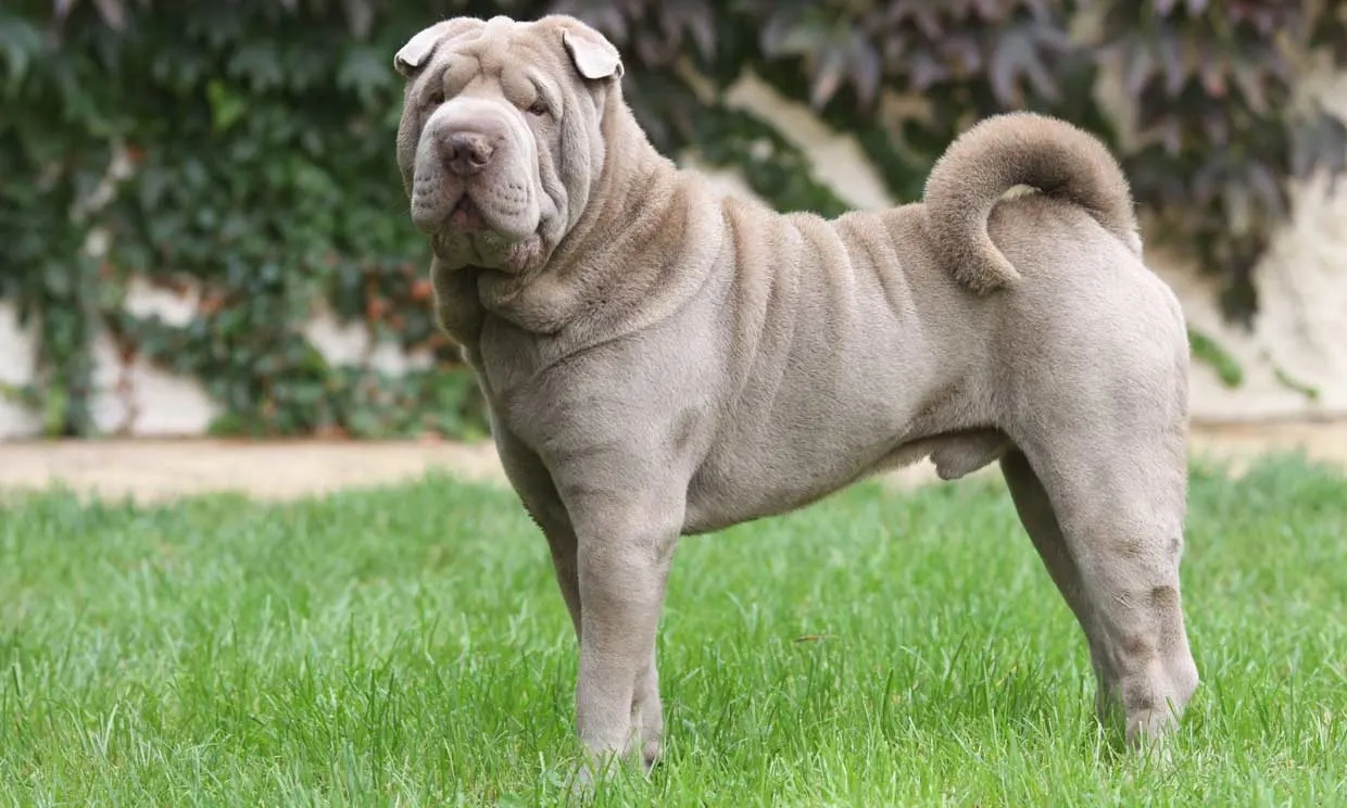 www.minutoneuquen.com.ar sharpei00