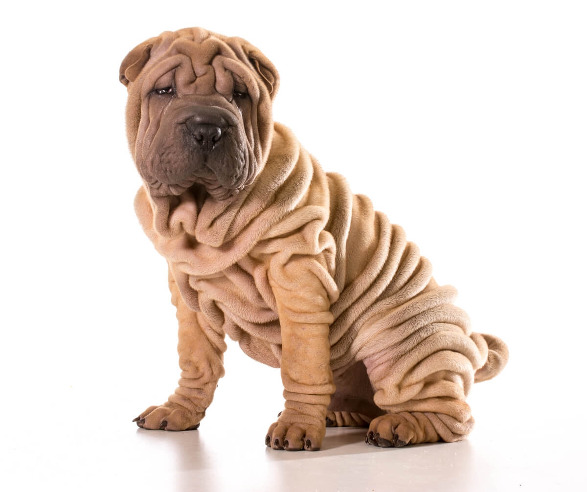 www.minutoneuquen.com.ar sharpei2