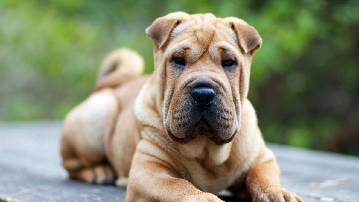www.minutoneuquen.com.ar sharpei3
