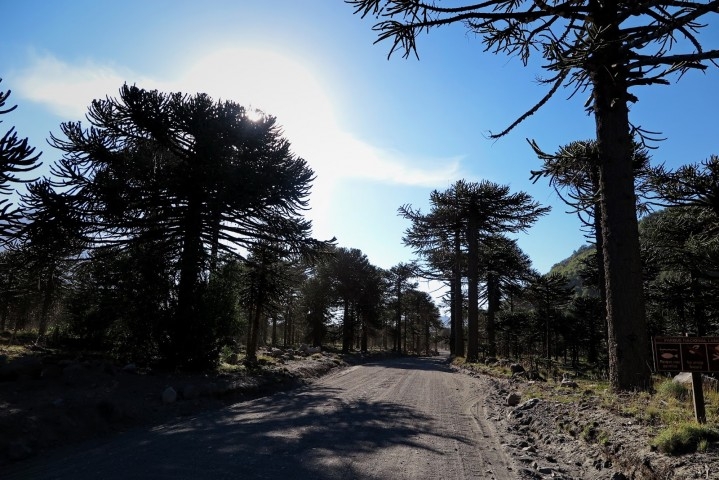paso mamuil malal ruta 60 noticias de san martin de los andes