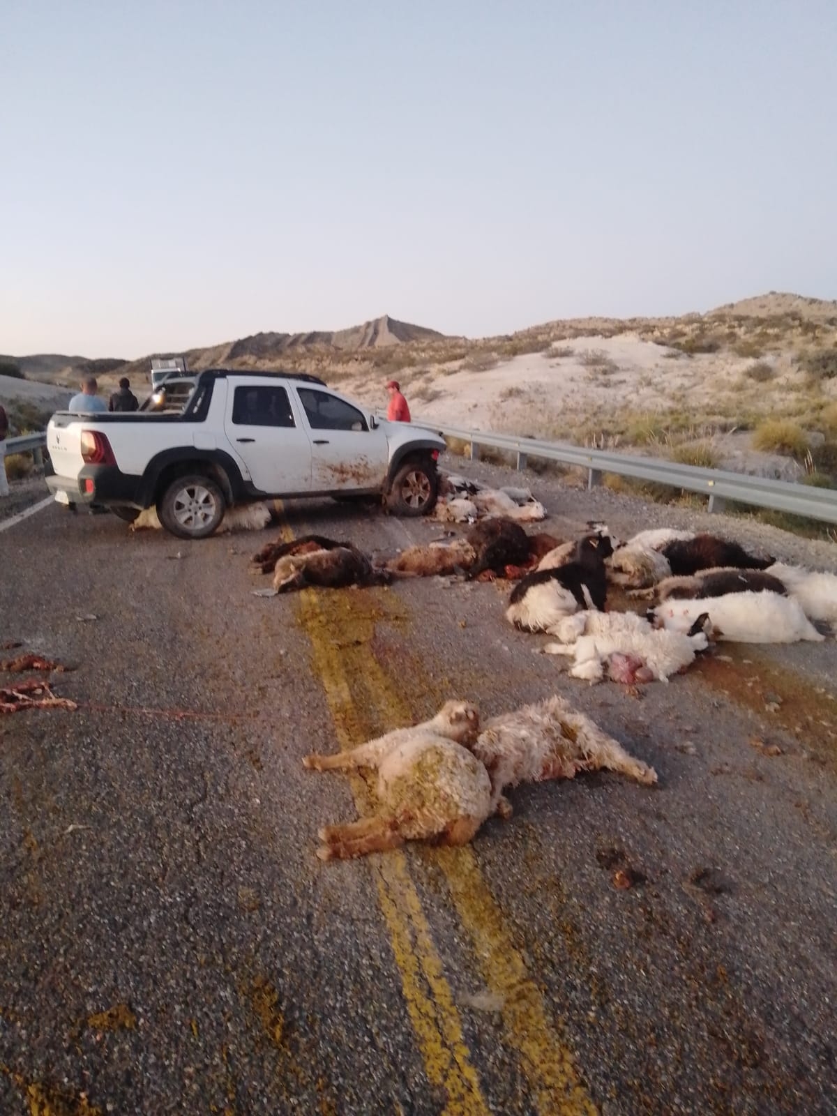 Automovilista impactó contra animales que circulaban por la Ruta Nacional 40, cerca de Buta Ranquil. Fuente Juan Carlos Parada (2)