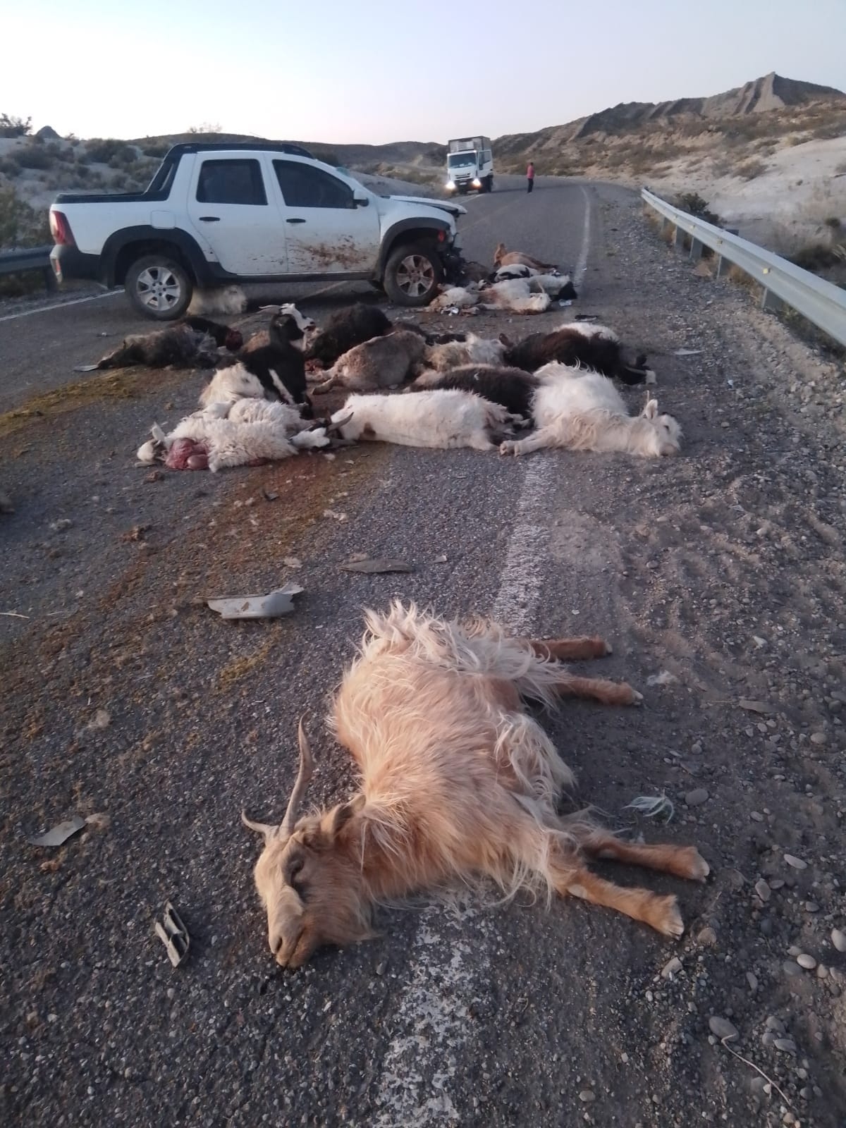 Automovilista impactó contra animales que circulaban por la Ruta Nacional 40, cerca de Buta Ranquil. Fuente Juan Carlos Parada (1)