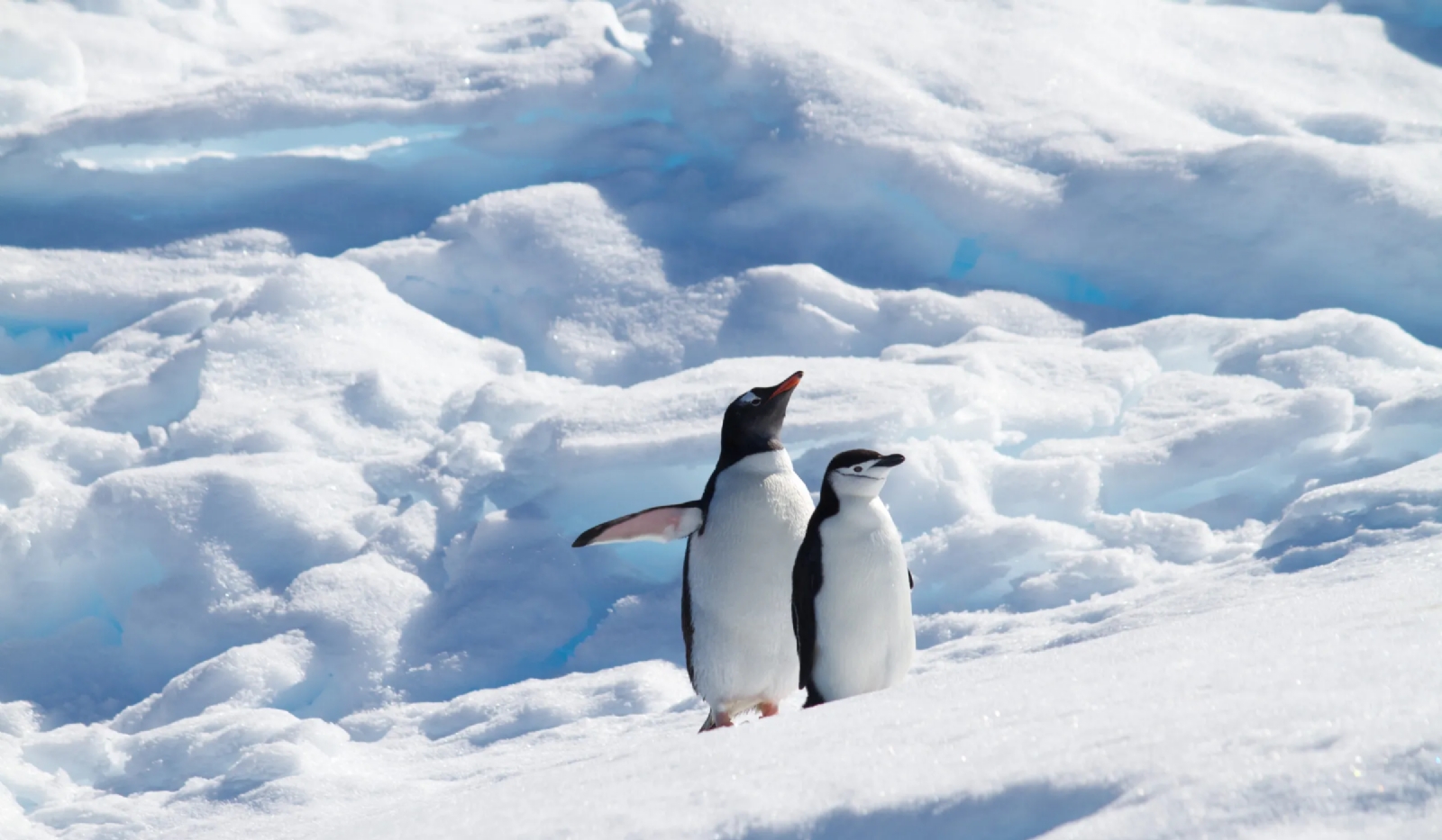 www.minutoneuquen.com.ar pingui4