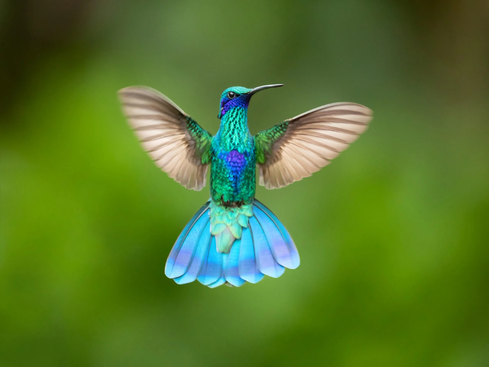 www.minutoneuquen.com.ar colibríes3