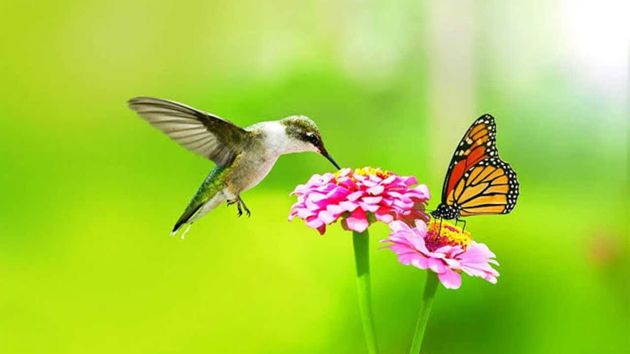 www.minutoneuquen.com.ar colibríes4