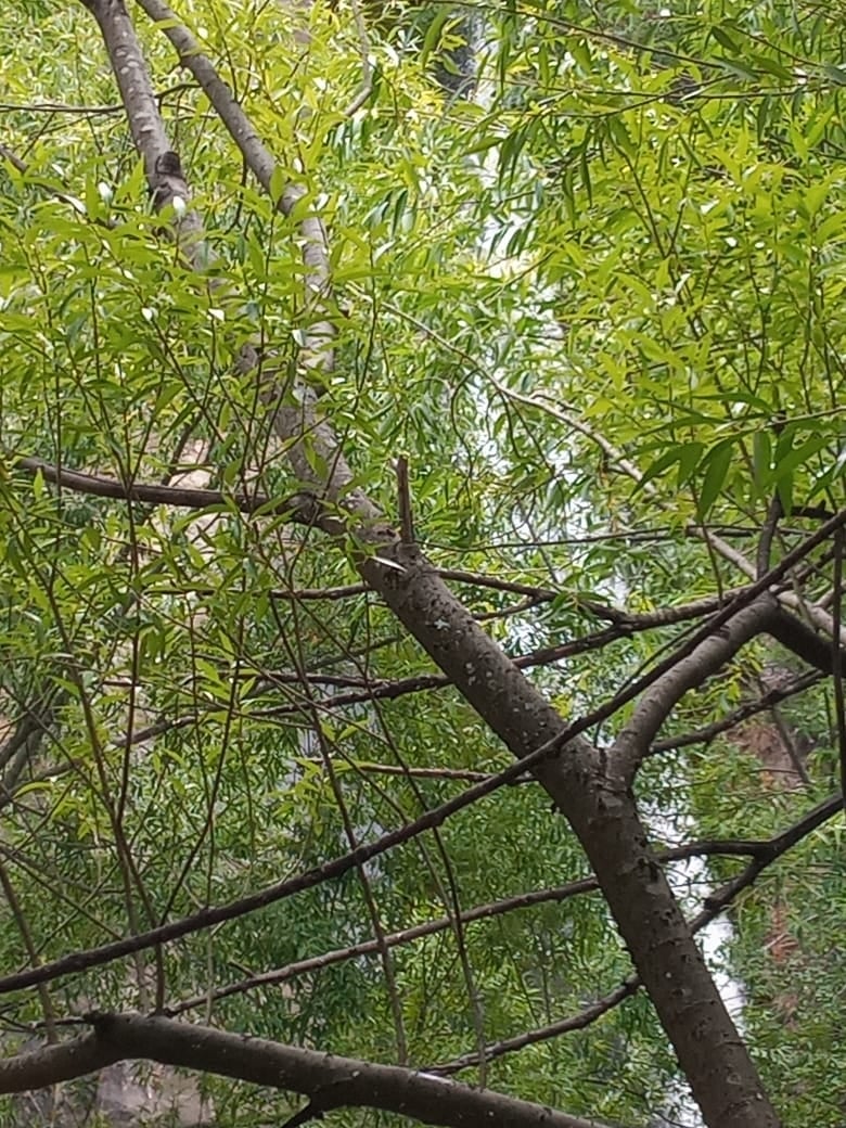 cascada escondida-1
